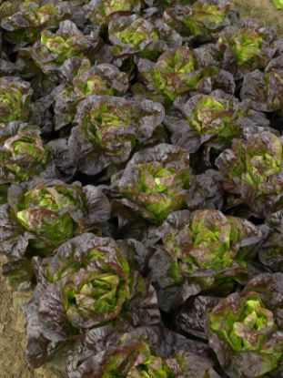 Picture of Organic Lettuce Roxy